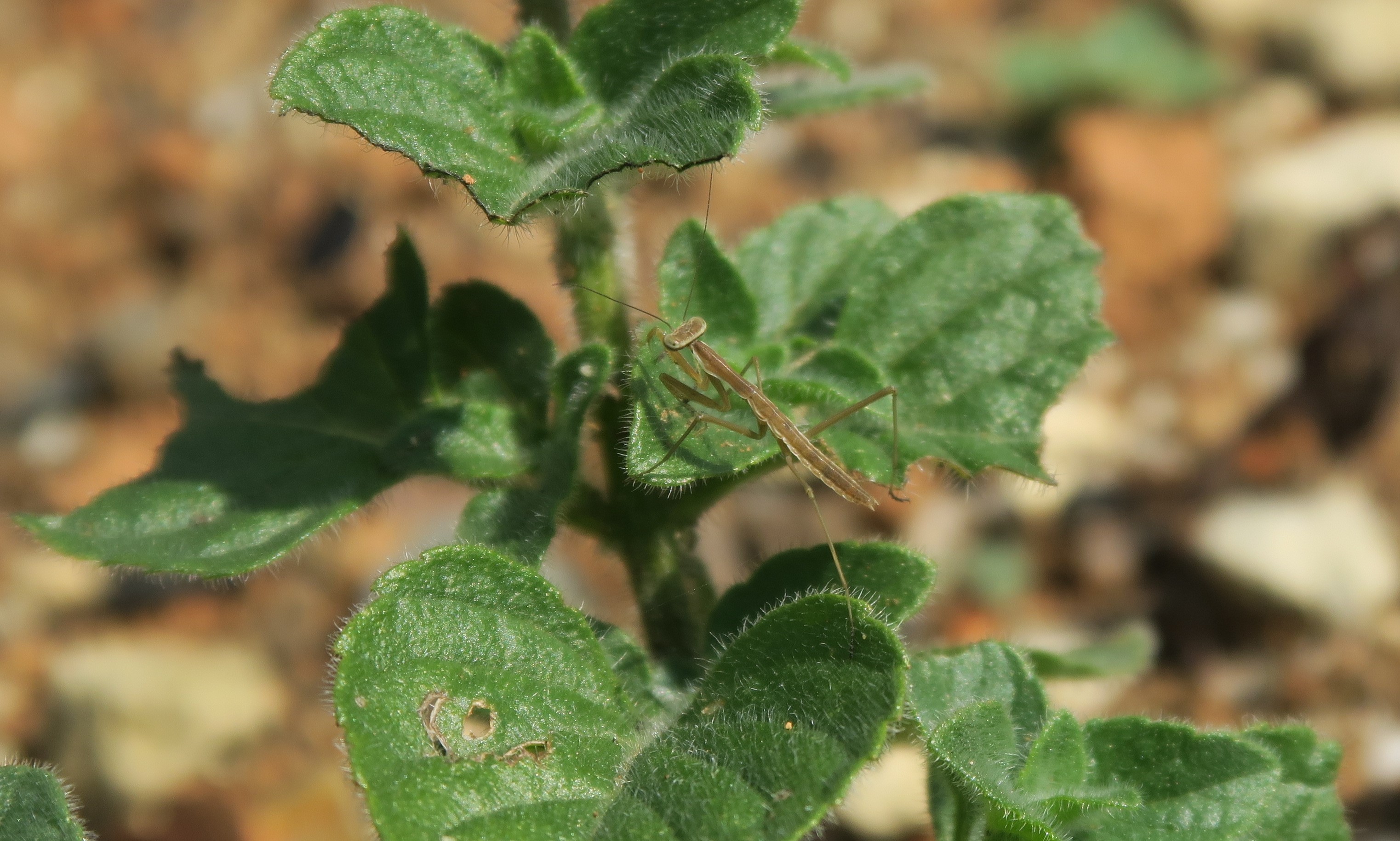 http://www.senvus.com/village/wp/wp-content/uploads/blog_img_pop/A%20baby%20praying%20mantis%20in%20Senvus%27%20fresh%20herb%20garden.JPG