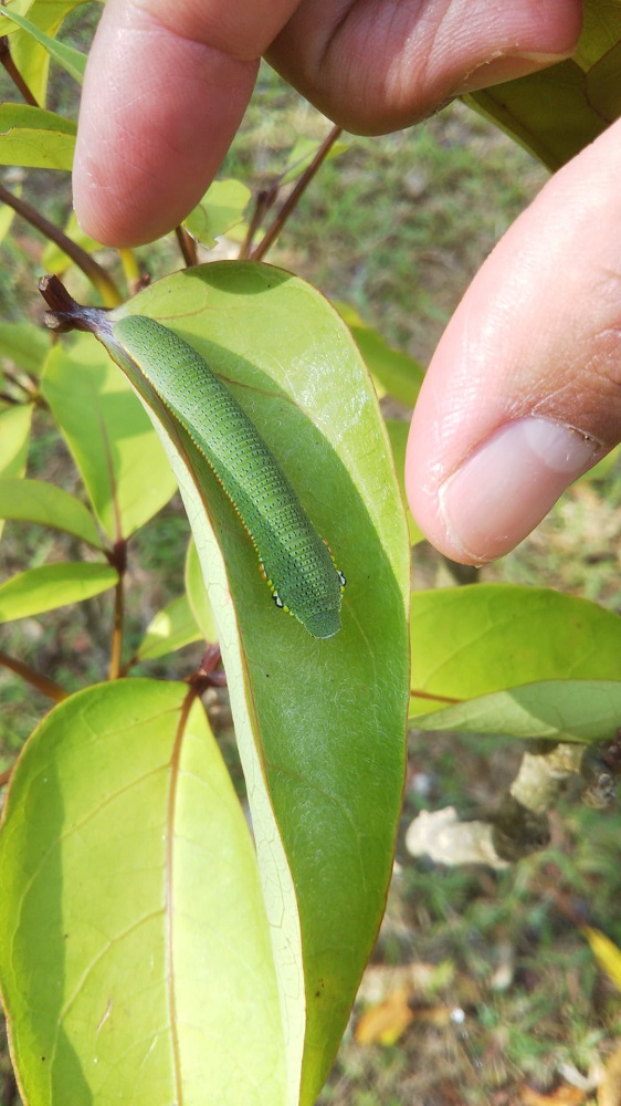 http://www.senvus.com/village/wp/wp-content/uploads/blog_img_pop/tsumabenichoucaterpillar.jpg