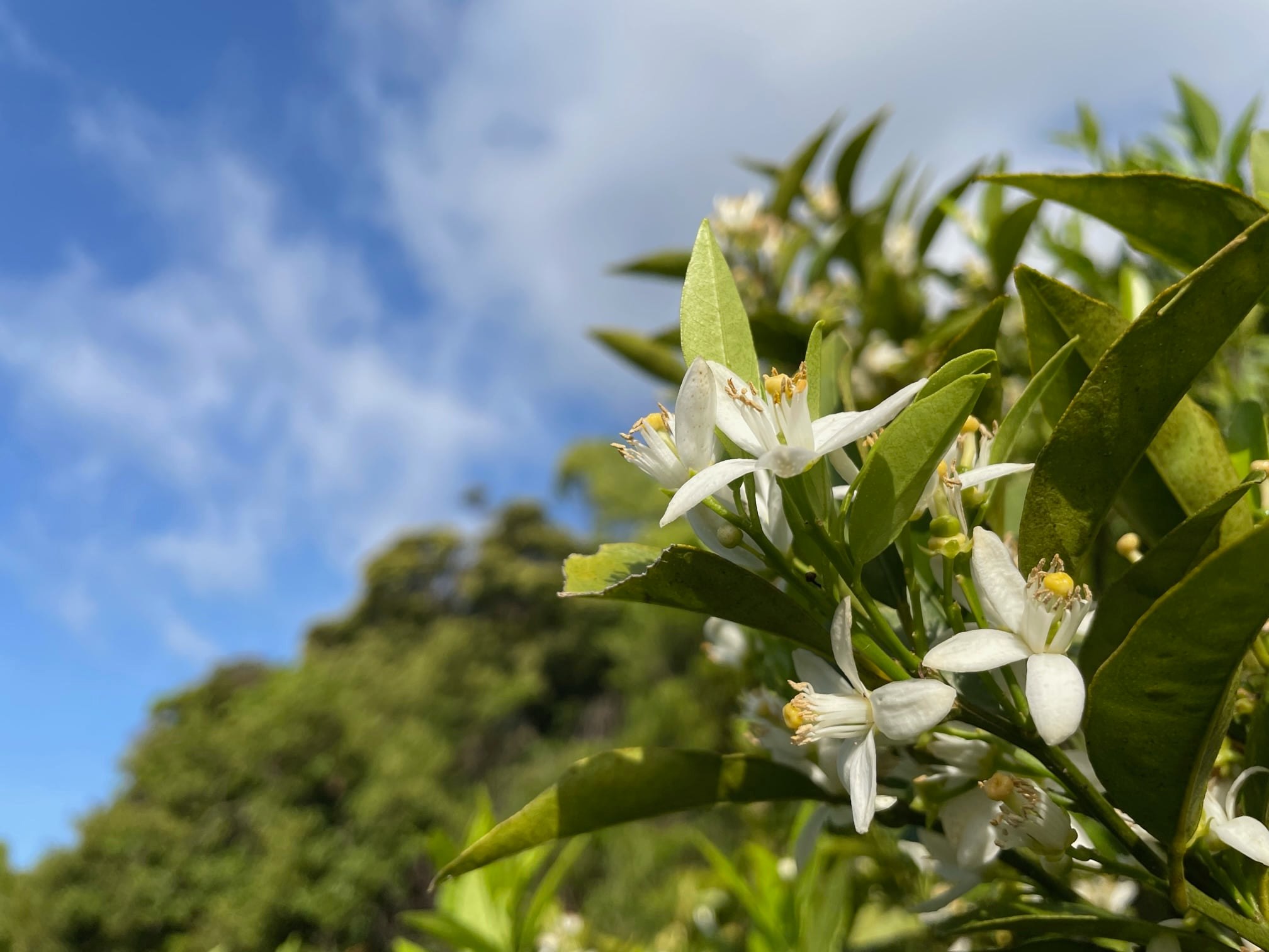 Camping in Yakushima: Reconnecting with nature and with each other | 屋久島のキャンプで、自然とのつながり、人とのつながりを取り戻す