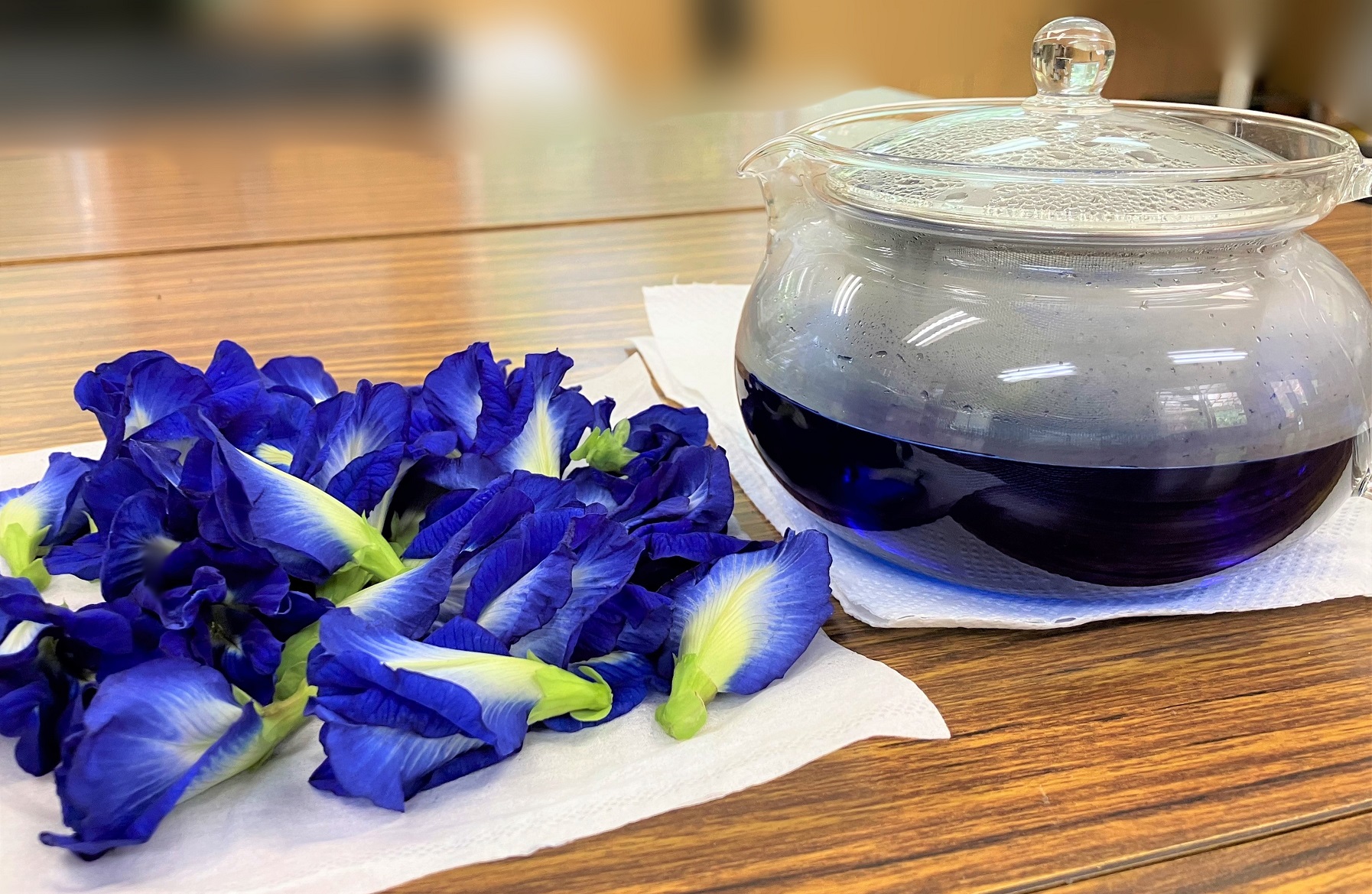 Learning with bright blue tea｜色鮮やかなブルーのティーで学べる | 世界自然遺産の魅力が詰まった屋久島センバスビレッジ