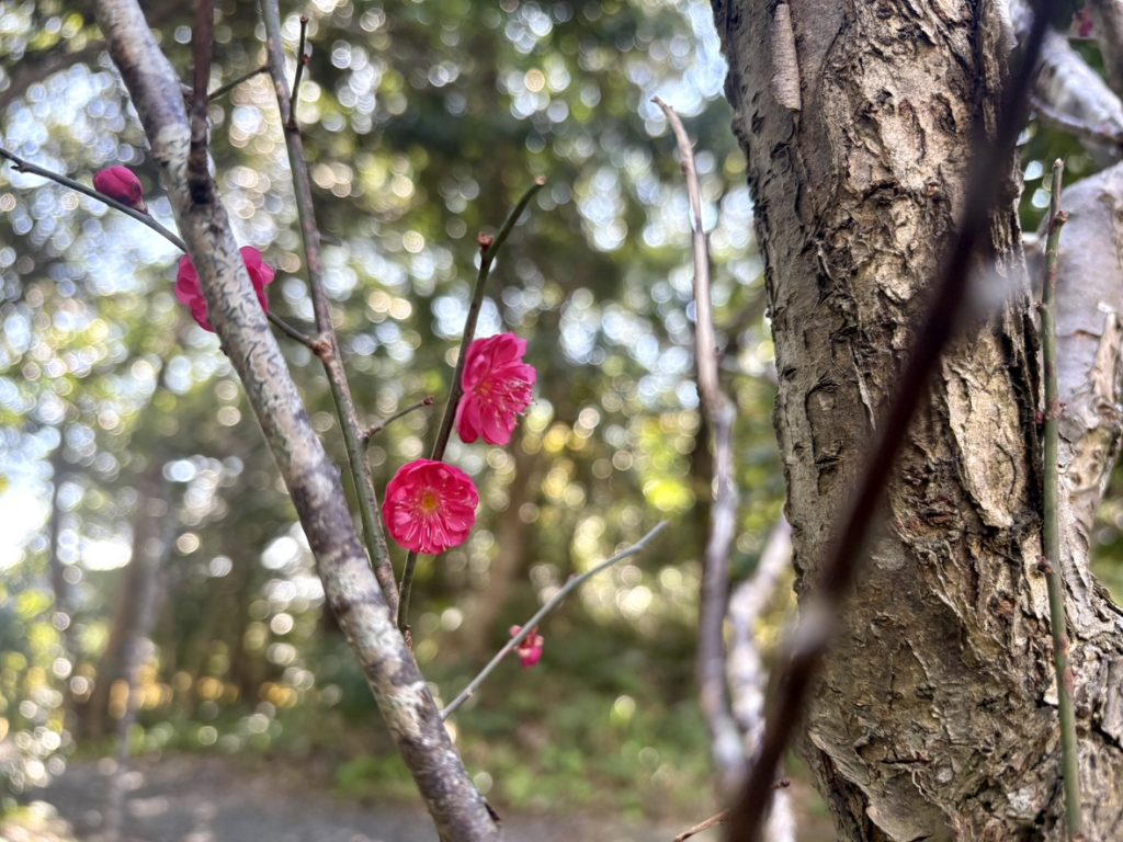 The First Day of Spring | 立春 | 世界自然遺産の魅力が詰まった屋久島センバスビレッジ