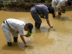 田植え.jpg