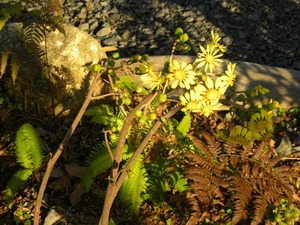 ツワブキの花画像７.jpg