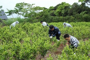 4月27日　草むしり.jpg