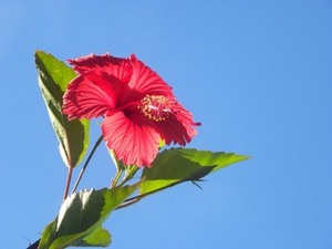 青空に輝く「ﾌﾞｯｿｳｹﾞ(ﾊｲﾋﾞｽｶｽ）」（2012.9.5）.jpg