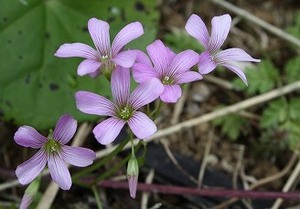 murasaki-katabami.jpg