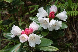 yakushima-syakunage.jpg