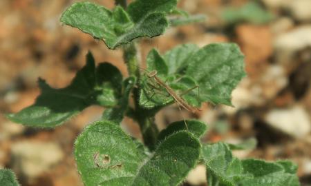 A baby praying mantis in Senvus' fresh herb garden.JPG