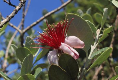 feijoa flower.jpg