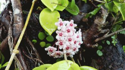怪奇植物Hoya polyneura albomarginata サクララン Hoya polyneura albomarginata 魚尾外錦毬蘭- 植仔Plantjai