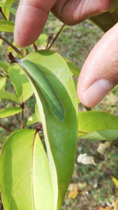 tsumabenichoucaterpillar.jpg