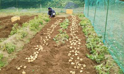 potato harvesting.jpg