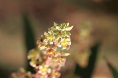 mango flower3.jpg