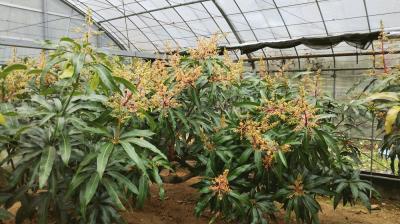 mango flowers.jpg