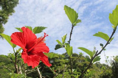 hibiscus2.jpg