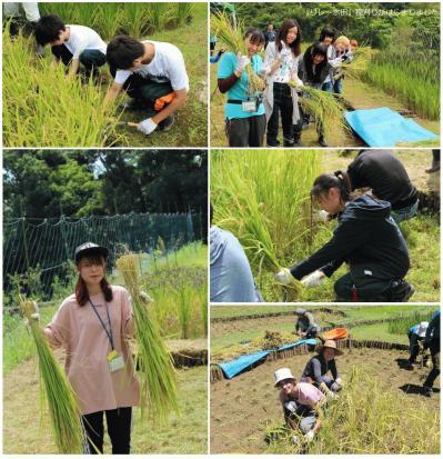 rice harvest.jpg