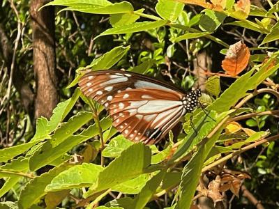 asagimadara butterfly.jpg